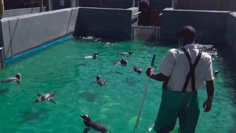 a clinic that works for the survival of penguins