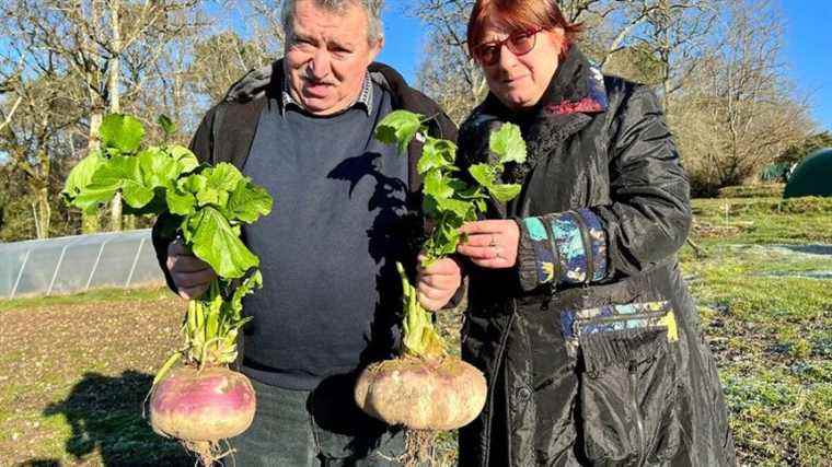 a gardener from Saint-Paul-de-Serre obtains a turnip weighing almost four kilos