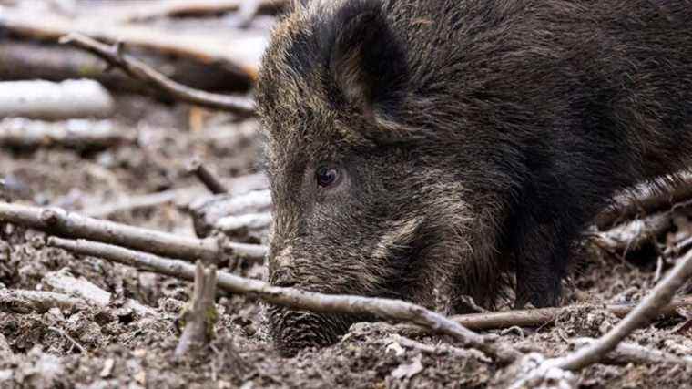 a wild boar causes a pile-up between three cars in Villiers-Charlemagne