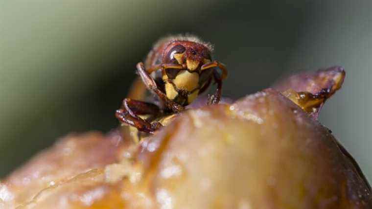 all the insects of the Pyrenean forests identified thanks to their DNA