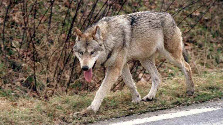 an investigation opened after the call of a farmers’ union to “kill the wolf without saying anything”