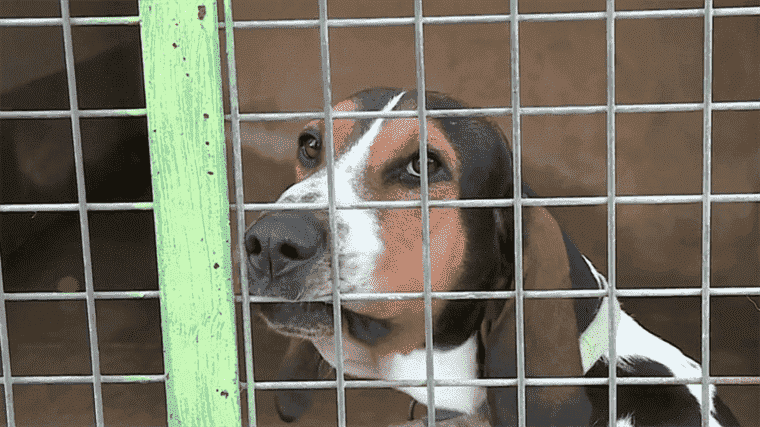 animal abandonment is on the rise