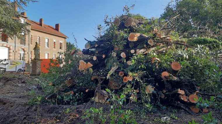 around forty trees felled along the coast by a real estate developer