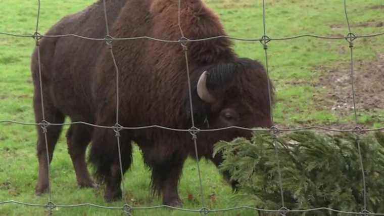 at Legendia Parc, recycled Christmas trees for zoo animals