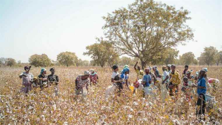 cotton threatened by ECOWAS sanctions