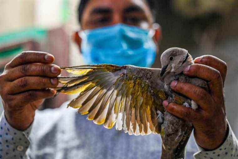 delhi |  Good Samaritans to the rescue of thousands of birds of prey mutilated by accident