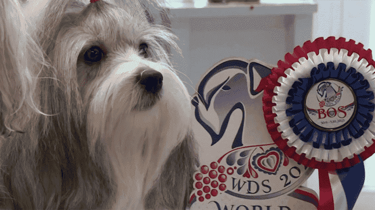 discovering the lion dogs elected world champions