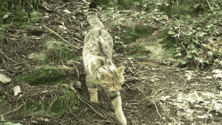 forest cats are making a discreet comeback