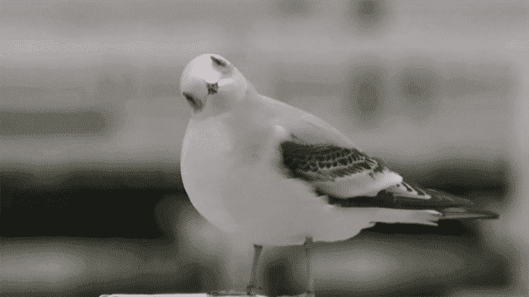 from the arctic, Ross’s gull settled on the coasts