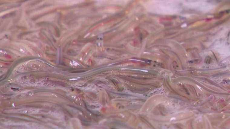 glass eels, a luxury product that is widely trafficked