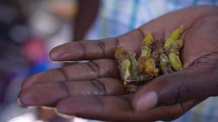 grasshoppers, delicious and lucrative food