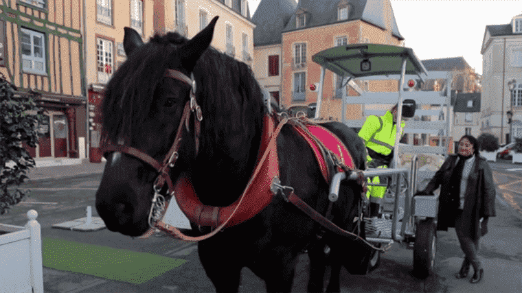 in Le Mans, a draft horse helps collect waste