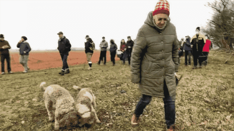 in search of black gold nuggets from Poitou