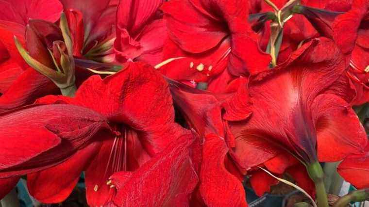 keep your amaryllis from year to year