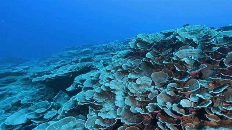 locals concerned following discovery of coral reef