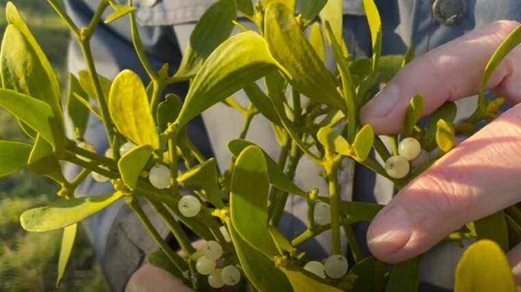 mistletoe, a symbol-laden parasite