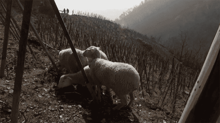 sheep to weed the vineyard