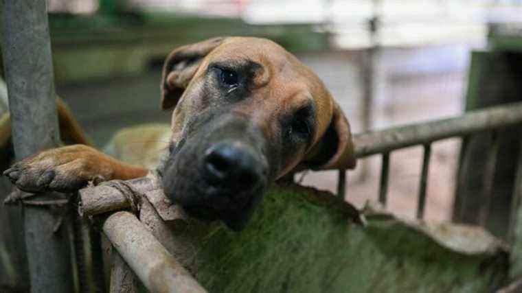 suspected of mistreating a hundred dogs, a 72-year-old man in court