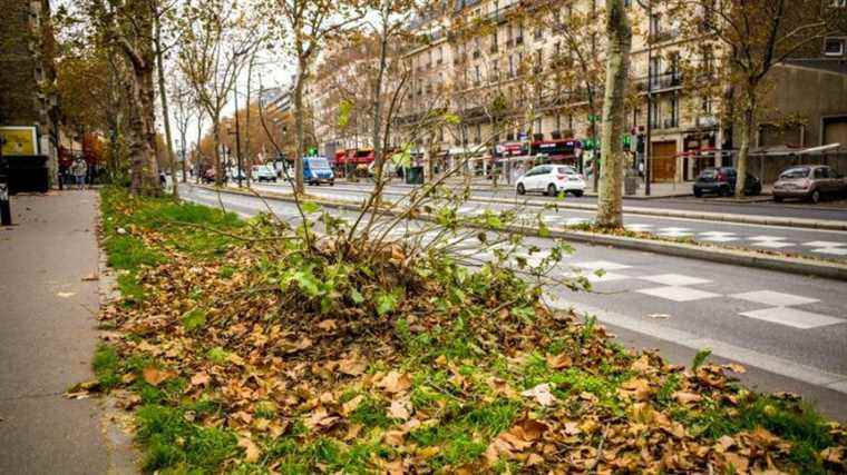 the City of Paris announces 250 greening projects in 2022