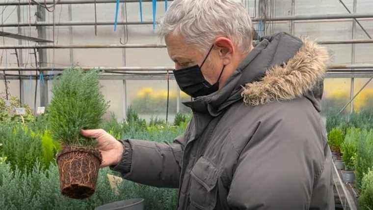 the Ellwoodii cypress, an elegant and refined conifer