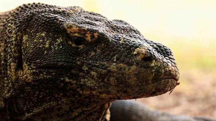 the Komodo dragon, a rare space threatened by man and climate change