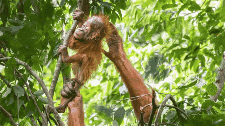 the Natural History Museum is devoting a unique exhibition to animals