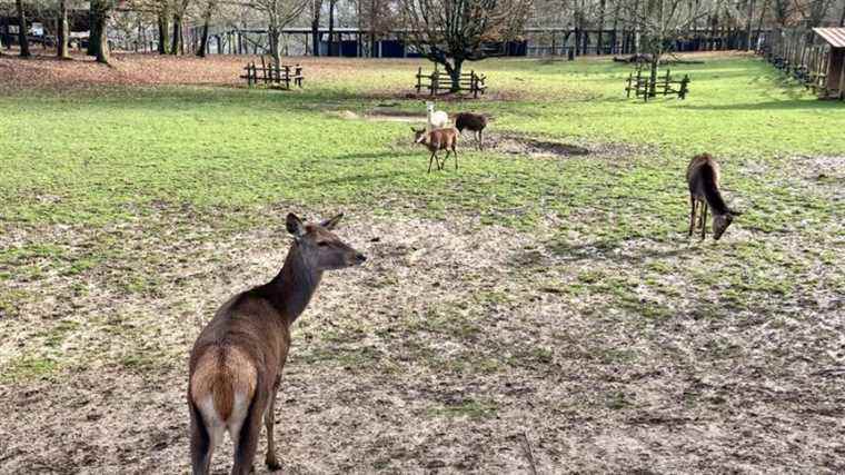 the animals of the Thoth park recycle your Christmas tree