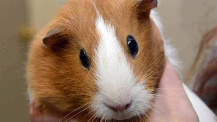 the damage of compressed sound revealed by a study carried out on guinea pigs