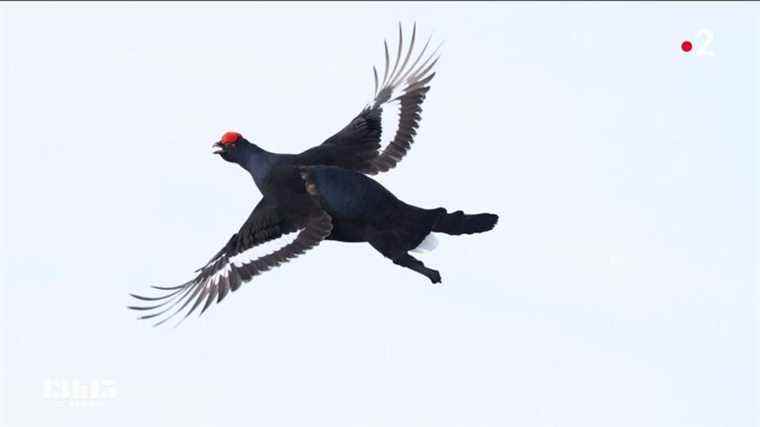 the endangered black grouse through the lens of the young star of wildlife photography Jérémie Villet