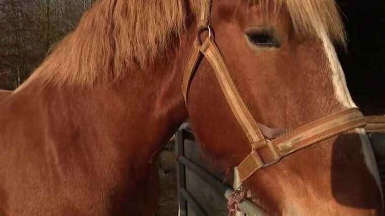 the horse of Flanders returns to Europe thanks to a breeder from the North of France