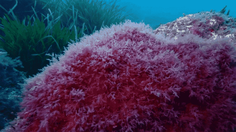 the invasive red algae, “concrete proof of global warming”