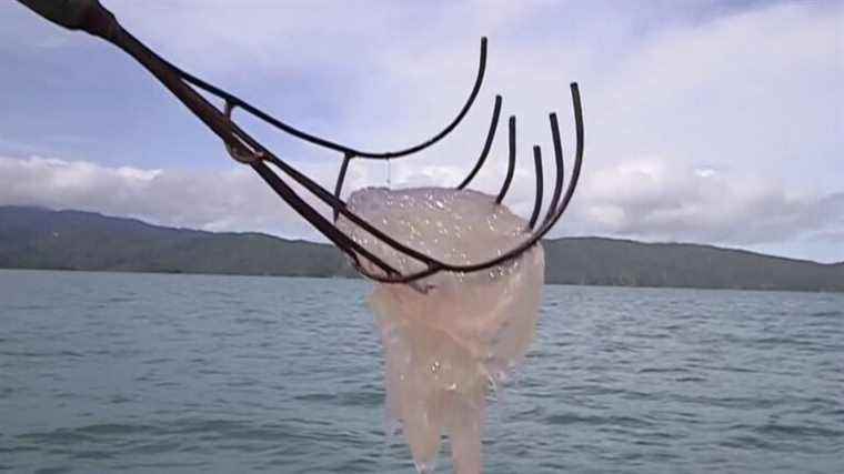 the jellyfish, new star of the plates and hope of the fishermen