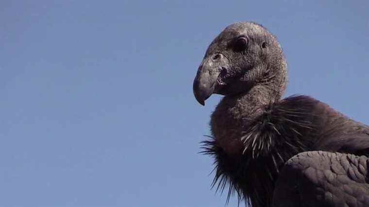 the rebirth of the condor, threatened with extinction 40 years ago