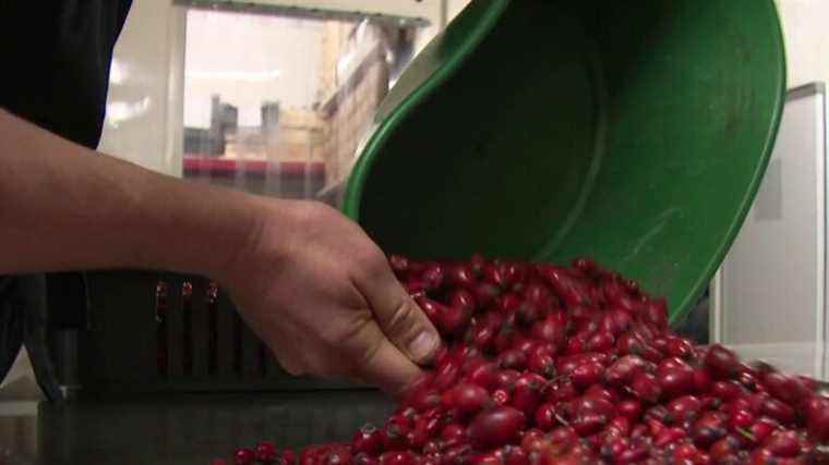 the rose hip or “scratching hair”, a fruit sweeter than you think