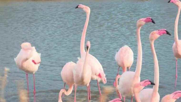 the seductive love parade of flamingos