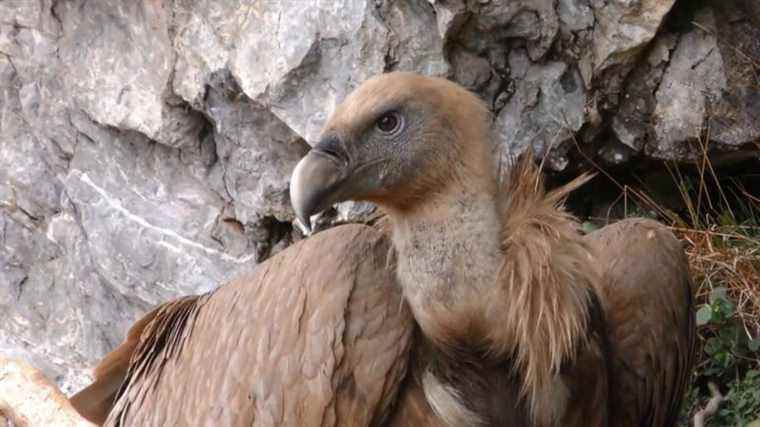 the threat hangs over vultures in the Pyrenees