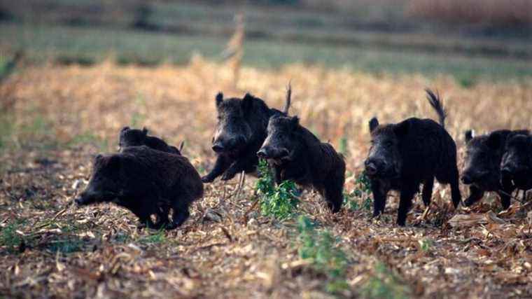 the town hall forced to organize a hunt to hunt a large herd of wild boars