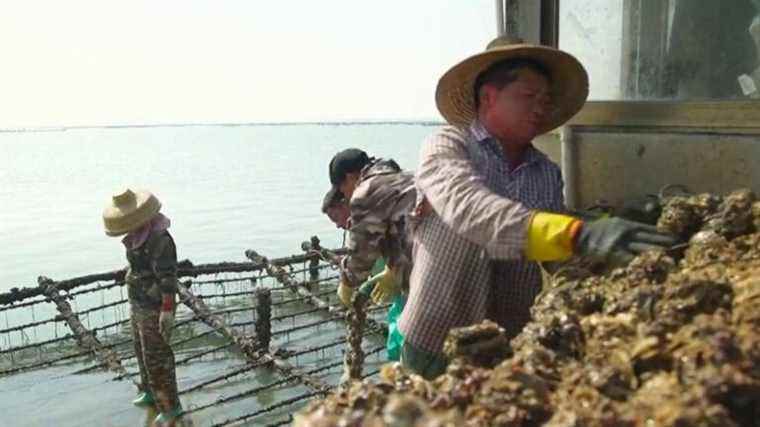 to meet demand, oyster production is increasing in the country