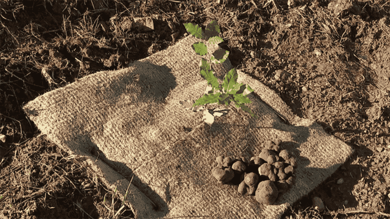 truffle cultivation projects see the light of day