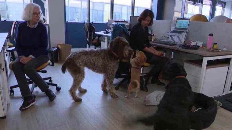 what if you took your dog to work?