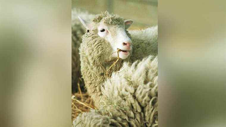 25 years after Dolly the sheep, animal cloning hasn’t kept its promise