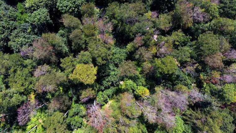 9,200 species of trees remain to be discovered