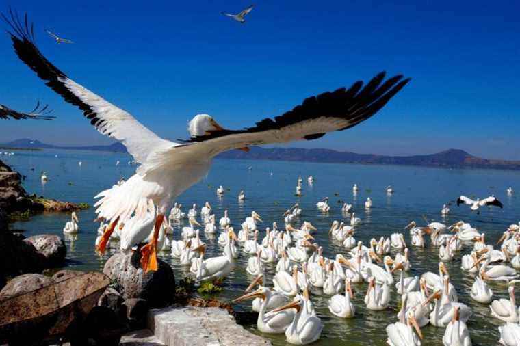 Mexico |  A village, home to thousands of pelicans, hopes to attract tourists