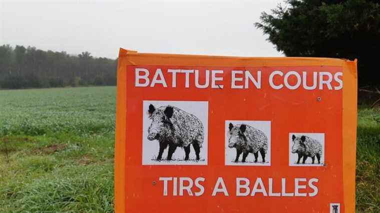 A wild boar hunt this Sunday morning in the agglomeration of the Pays de Montbéliard