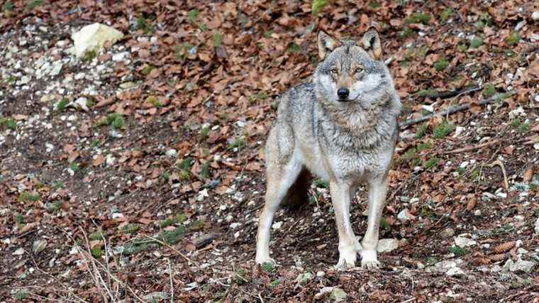 A wolf killed on the heights of Crest after three attacks on a herd