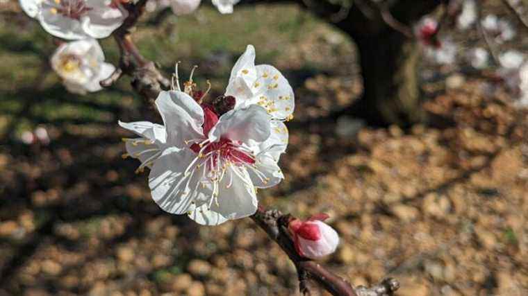 After the 2021 frost, Gard arborists fear for their buds