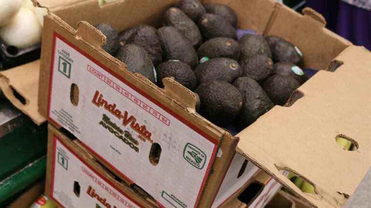 Against cartels, the United States suspends the import of avocados from Mexico