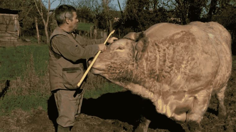 Agricultural Show: a breeder prepares his bull for the general breeding competition