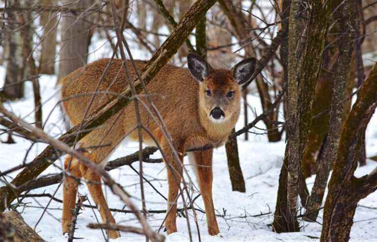 At least 200 deer will be culled in two national parks