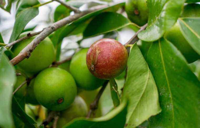 At the University of Montreal, the camu camu berry is used to fight cancer